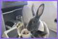 Bunny in a bow tie lives the high life flying business class with owner and being served nuts by stewardesses