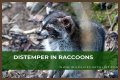 Can Raccoons Get Distemper? - Kylon Powell