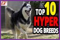 Does royal canin make dogs hyper?