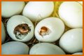 How To Make Bird Eggs?