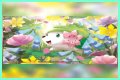 want shiny shaymin | Bulbagarden