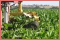 Why do farmers cut the tassels off corn?